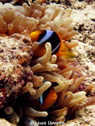 Anemonefish couple in anemone by Laura Dinraths 
